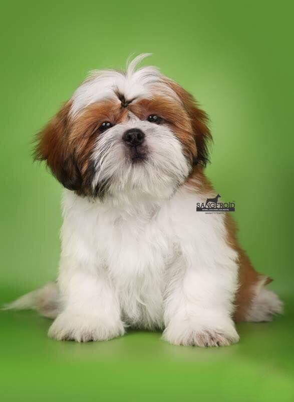 Image of shih tzu posted on 2022-08-22 04:07:05 from PUNE
